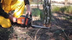 Best Lawn Pest Prevention  in Fruitland, MD