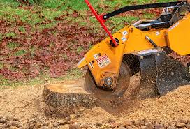 Best Storm Damage Tree Cleanup  in Fruitland, MD