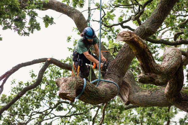 Best Tree Trimming and Pruning  in Fruitland, MD