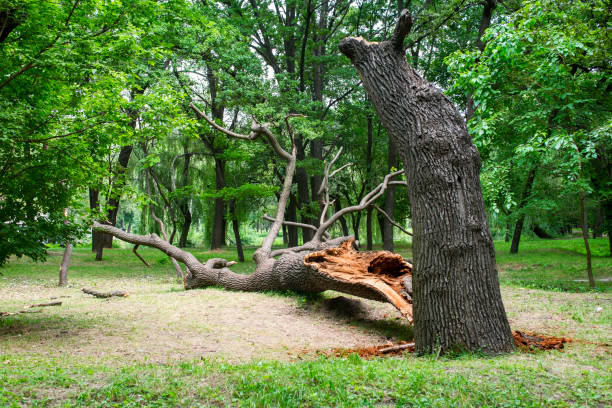 Best Commercial Tree Services  in Fruitland, MD