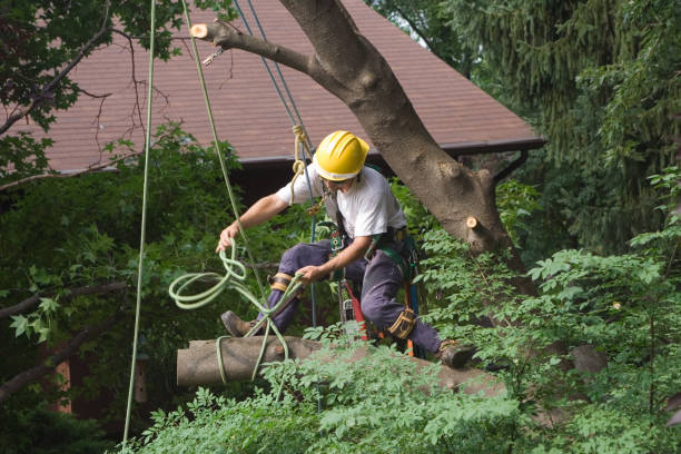 Best Aeration Services  in Fruitland, MD