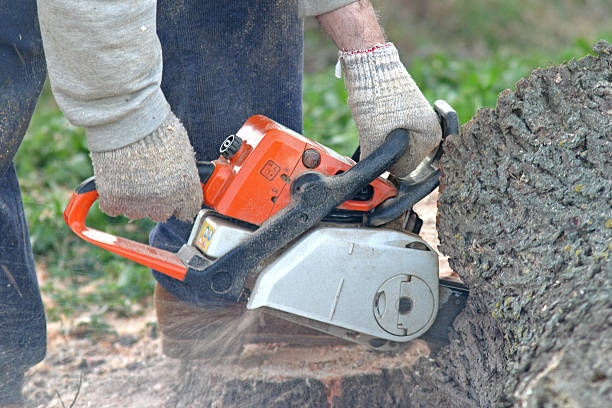 Best Tree Planting  in Fruitland, MD