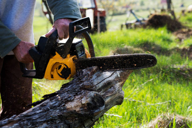 Best Tree Mulching  in Fruitland, MD