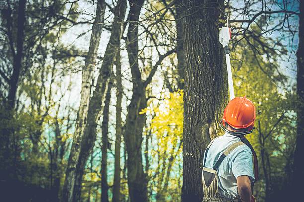 Best Leaf Removal  in Fruitland, MD